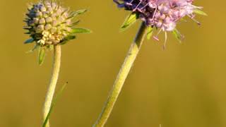 Devil's bit scabious | Wikipedia audio article
