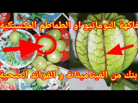 تعرف على فاكهة التوماتيو او الطماطم المكسيكية او الحرنكش زراعتها و فوائدها الصحية
