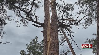 Tree explodes after lightning strike