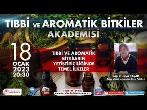 Video: Standart Tesis Yönergeleri: Bir Bitkiyi Standart Olarak Büyümesi İçin Nasıl Eğitirsiniz