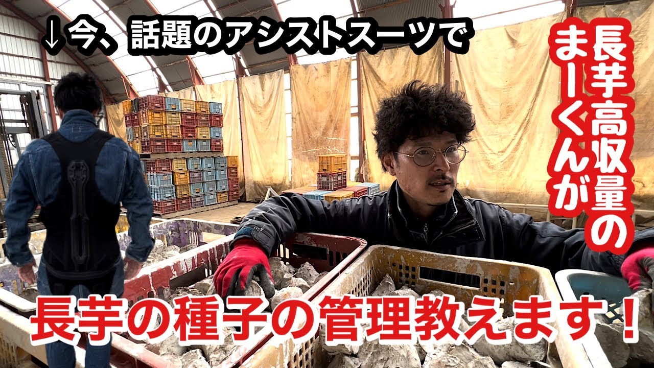 【長芋】種子切り後どうしてる？話題のアシストスーツ使ってみた 定温庫
