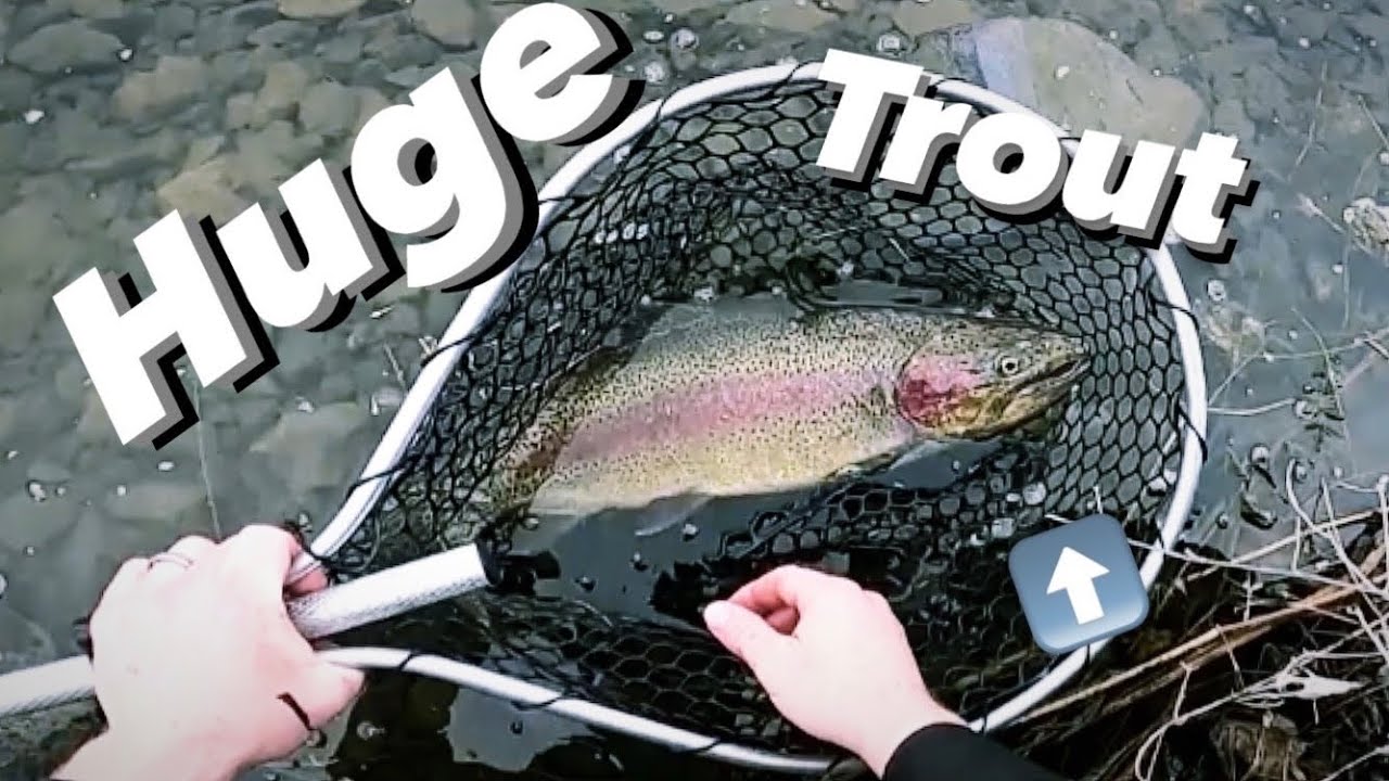 MASSIVE RAINBOW TROUT!!!  New Personal Best!