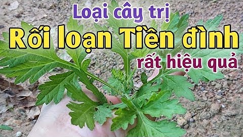 Bài thuốc trị Rối loạn tiền đình. PHAN HẢI Channel.