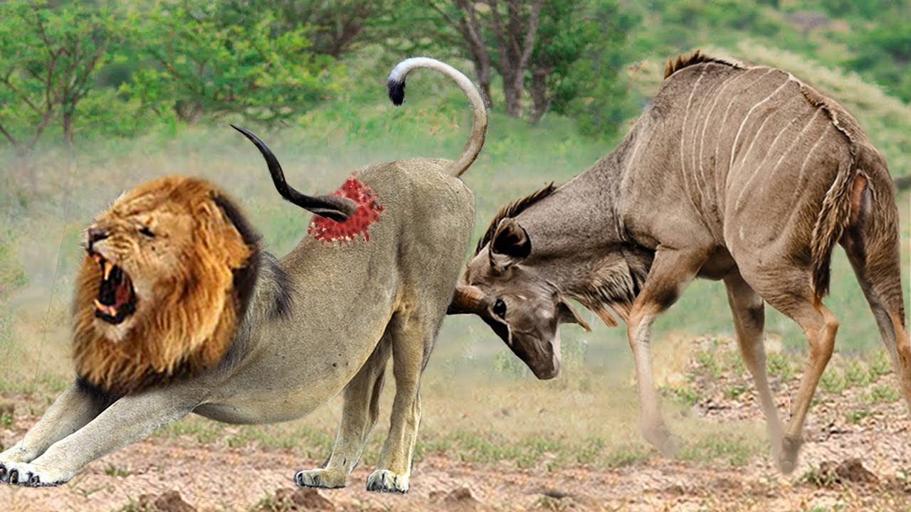 Horror... Angry Mother Kudu Killed LION With Their Horns To Save Her Calf - Lions vs Mongoose