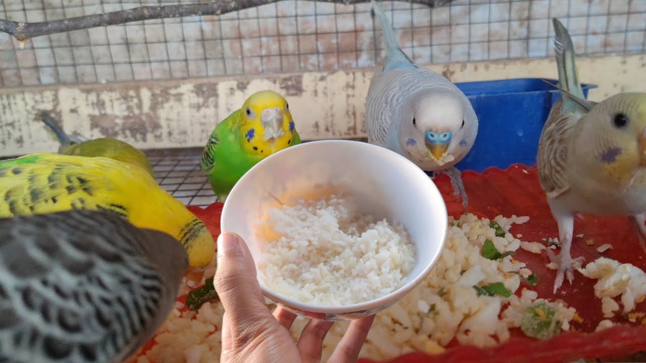 День яичной еды и риса 😋❤️ 