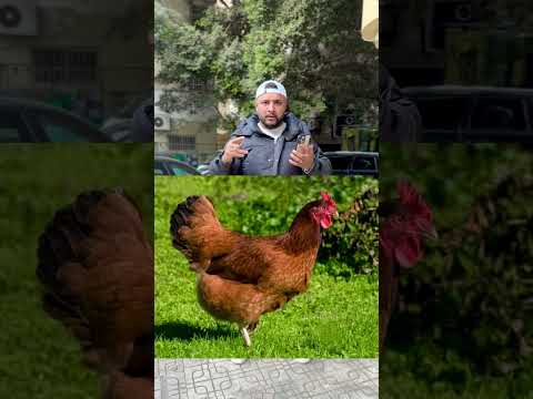 انت عمرك شوفت فرخة بتقول الله هتنصدموا في آخر الفيديو 