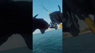 Turuncu Ji̇gler Yüzünüzü Güldürür