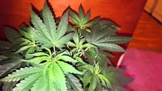 Blueberry, lemon og kush, purple kush