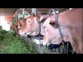 Молочная ферма - Семейный бизнес | Опыт Италии