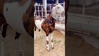 Sold out🦅#goatlover #shopvideo #shortsviral #keepsupporting #subscribemychannel