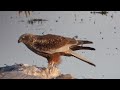 Aguilucho lagunero occidental alimentándose   Western marsh harrier (Circus aeruginosus) HD