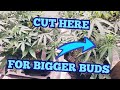 Cut HERE for BIGGER BUDS - Skunk &amp; S.Lemon Haze Autoflowers  - w/marshydro
