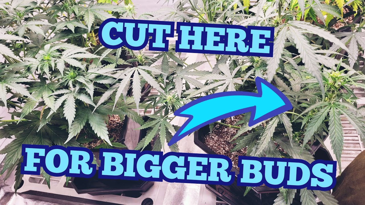 Cut HERE for BIGGER BUDS - Skunk & S.Lemon Haze Autoflowers  - w/marshydro