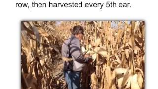 Estimating Corn Yield
