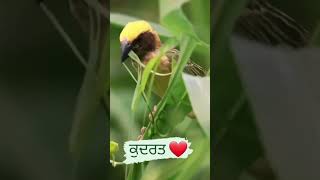 Rabb D Kudratt Waheguru Status