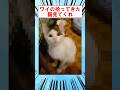 ワイの拾ってきた猫見てくれや #shorts #2ch #子猫