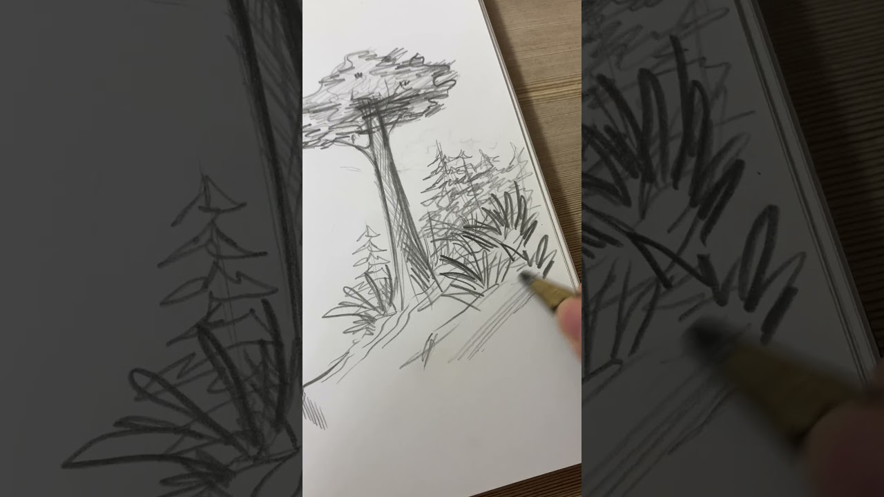 Pine forest sketch 