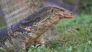 Komodo Dragon Eating Fish
