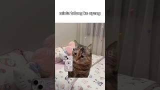 Download Lagu Minta tolong ke ayabg #ceritakucing MP3