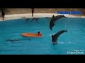 Unbelievable Dolphin Show Marine Magic (This YouShould Not Miss)