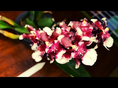 Plant Orchid Care