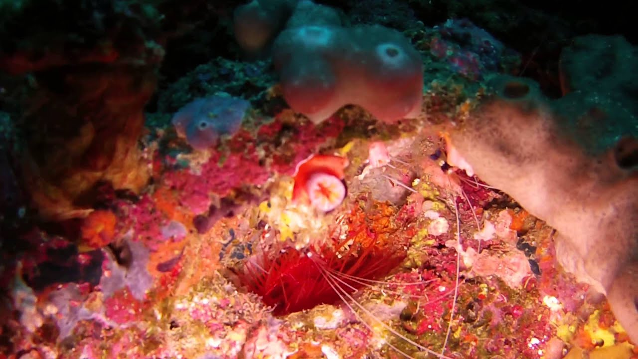 What is making the flickering light? A disco clam!