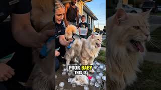 #dogknots #painfreegrooming #petgroominghacks #doghairproblems #easydoggrooming #viral #shorts #fyp