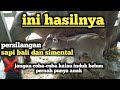 Hasil silang alami sapi bali dengan simental