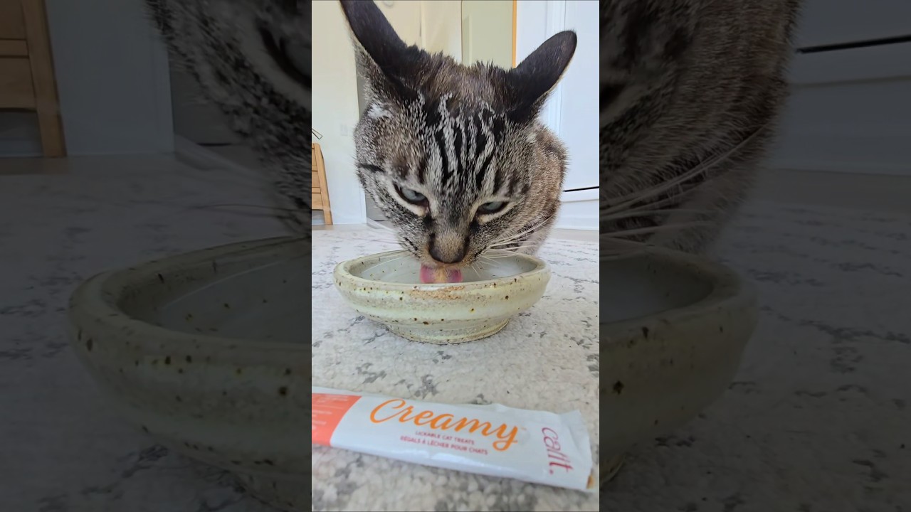 catit creamy cat treats