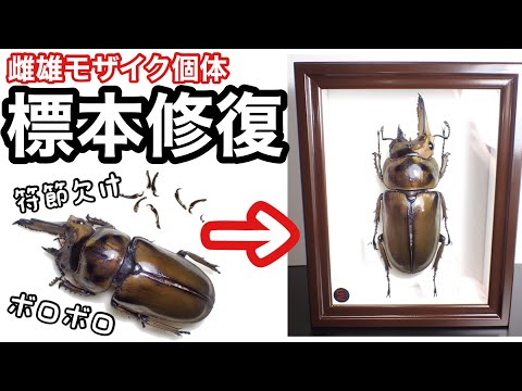 昆虫標本(クワガタ), 8種類 Amazon.co.jp: [透明標本制作所]樹脂封入 標本 クワガタ SB