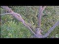 Dulles Greenway- Flora and rest of nest go down 6/5/23