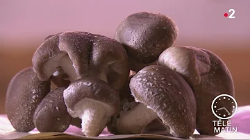 Quels sont les bienfaits du champignon ?