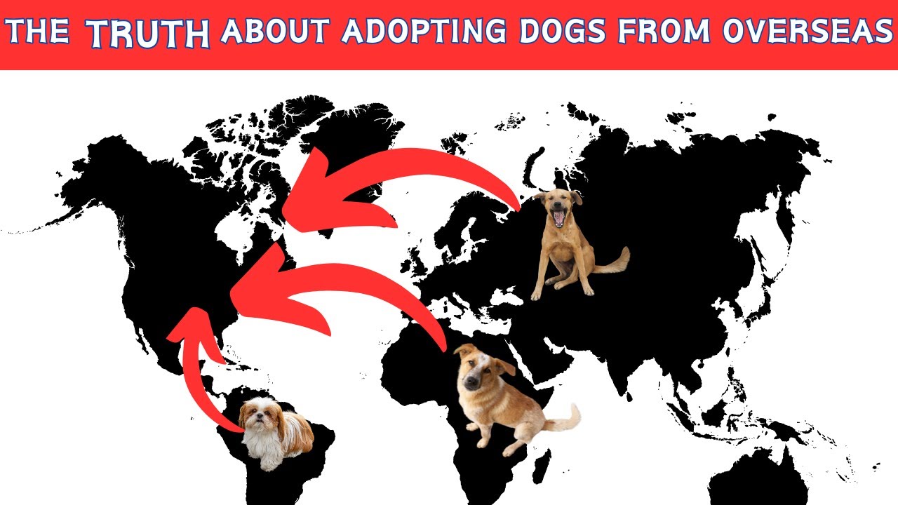 The TRUTH about adopting dogs from overseas. YouTube
