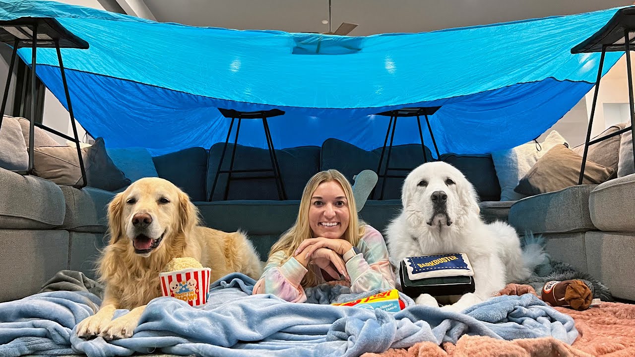 We Built a Blanket Fort for Our Pets! YouTube