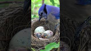 Blue jay bird chirping sitting in nest #birds #wildlife #nature #bluejaybird  #bluejays