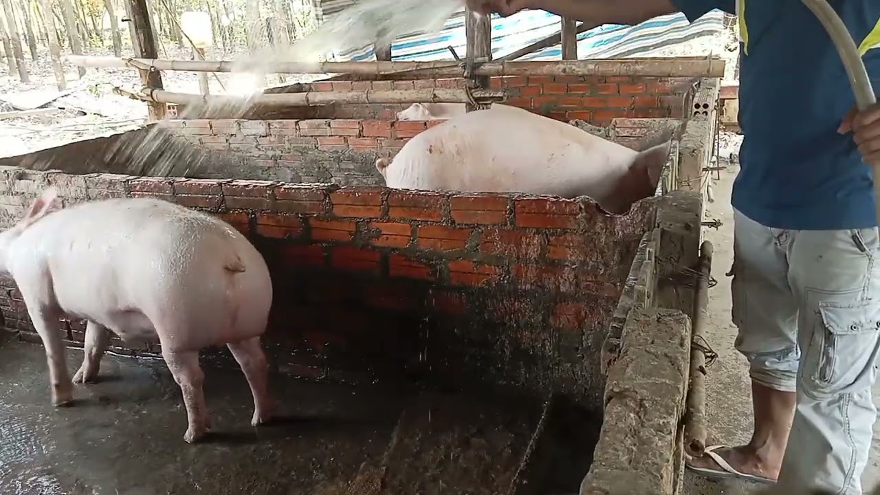 25 មករា 2026