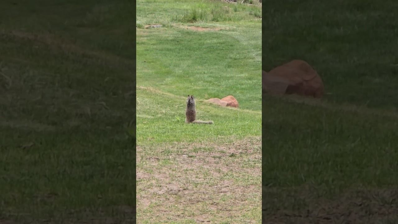 Squirrel on the Golf Course 