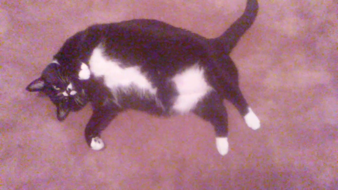 My silly kitty 😛 