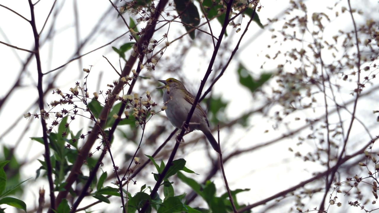 Yellow-browed Sparrow buzz call 