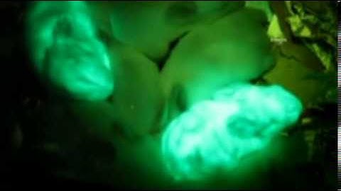Scientists create glow in the dark rabbits