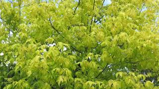 Acer negundo 'Odessanum' javor jasanolistý