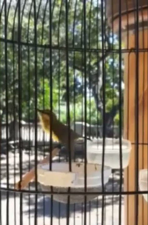 Suara Burung Sogok Ontong Gacor / Kicau Burung Indonesia / Kicau Mania / Kicauan Burung