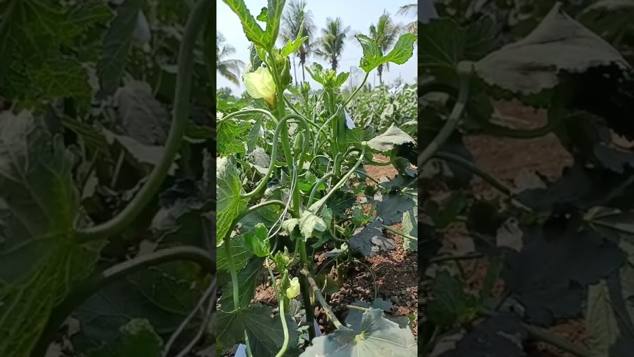 Okra ELCV