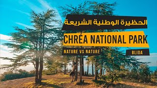 Chréa Autumn 2020 - Cinematic Video | الحديقة الوطنية الشريعة screenshot 3