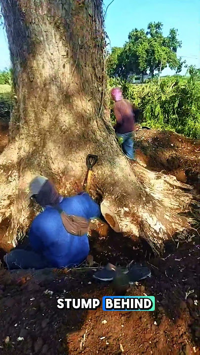 why was this tree dug up before it was cut #feedshorts #shortvideo #shorts