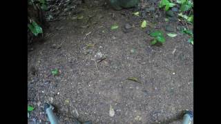 Timelapse of Leafcutter Ants Carting Away Rice