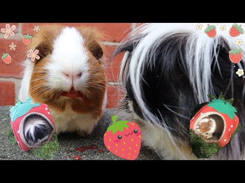 Piggies & Strawberries | A Short Sweet Video Compilation