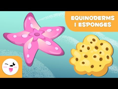 Vídeo: Com es reprodueixen sexualment els equinoderms?