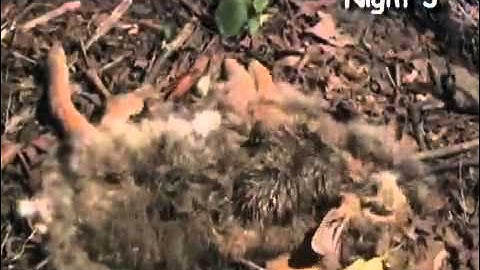 Rabbit decomposition time-lapse (higher resolution).