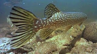 Underwater view of fish life Reedsburg dam, underwater river fishing video, GoPro camera action fun